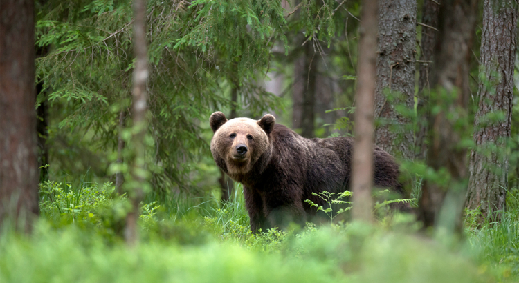 Estland Braunbär im Wald Foto iStock Urmas83